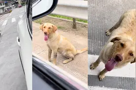 情侣遇流浪狗狂追车，狗子一眼定终生跟定他俩，拼命摇尾巴太可怜视频封面