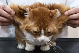 美国女子在车底捡到流浪猫，本想送走，没想到竟值5万美元！视频封面