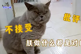 胖公猫吃东西掉地上，别的猫来吃上手就打，被主人说后还一脸鄙视视频封面
