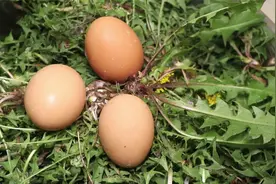 蒲公英里加3个鸡蛋，简单一做，鲜嫩入味好吃解馋，我家每周都做视频封面