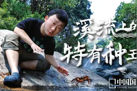 在这条溪流上，我们竟然找到了17个中国特有种视频封面