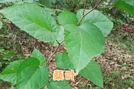 初霜的桑叶泡水喝作用真厉害，解决了很多人的大问题视频封面