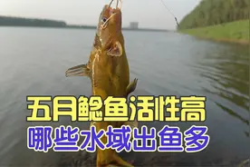 五月一到,鲶鱼好钓,依据习性选钓位,这里的鲶鱼又多又大视频封面