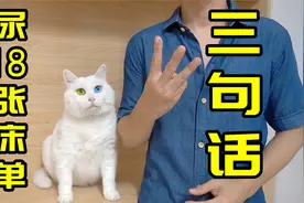三句话，让猫尿我18张床单视频封面