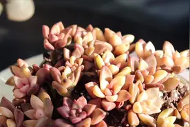 多肉小方形花盆还有这妙用，六经这样种植，比老桩还耐看视频封面
