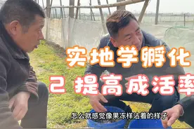 蝌蚪孵化技术2：放入孵化池之前必须做的工作，不然成活率只有20%视频封面