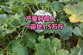 公公租下20亩地，种植新型品种蔬菜，产量惊人一亩地高达1.5万斤视频封面
