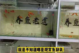 如何判断鱼缸内的观赏鱼正在缺氧，还是正常摄食？视频封面