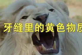 牙缝里抠出的黄色物质到底是什么？为啥这么臭！视频封面