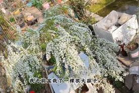 雪柳的盆栽苗是“喷雪花”，现在这样种一盆，一个月就花开爆盆视频封面
