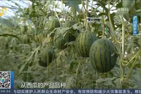 莘县董杜庄西瓜大规模上市，跟随记者现场吃瓜，解锁三重“惊喜”视频封面