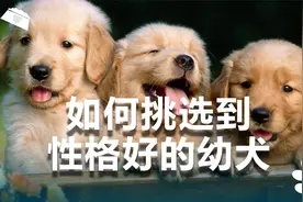 如何挑选到性格好的幼犬？教你这2招！