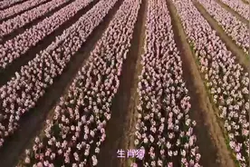 生肖狗：不要和这三属相做夫妻，生来还情债，苦命属相狗命运！视频封面