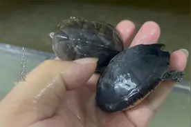 蛋龟浮水放个调理包调理一下状态，效果不错视频封面