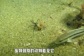 世界上第二没有天敌的动物，靠着躺平到无敌，就连人类都拿它没办视频封面