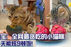七宝：全网最贪吃的小猫咪，一天能炫9顿饭！视频封面