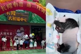 熊猫千金的牌面！熊猫萌萌的幼崽“妹猪”满月：这才是财阀千金视频封面
