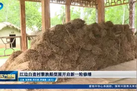 江边白查村黎族船型屋开启新一轮修缮视频封面