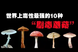 世界上最毒的10大“剧毒蘑菇”，一口就能让我们丧命的致命毒物！视频封面