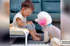 小主人犯错被妈妈教育，狗狗看见心疼安慰，还知道拿纸巾让擦眼泪视频封面