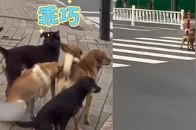 狗子过马路排队等红绿灯，变灯瞬间撒欢冲过斑马线：有素质的狗子视频封面