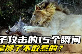 狮子攻击的15个瞬间，有什么动物是狮子不敢挑战的？你说还有谁？视频封面