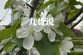 九哥说：“不要轻易把自己交给别人”#缘分 #堂口视频封面