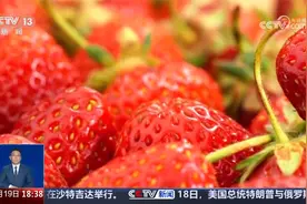 网传“草莓上农药残留量大” 是真的吗？视频封面