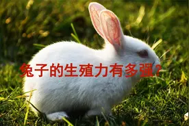 兔子这么能生，为什么它只是兔子？