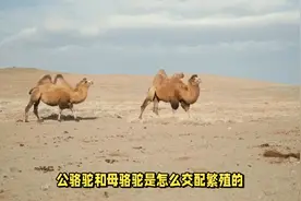 公骆驼和母骆驼是怎么交配繁殖的？看完之后明白了视频封面