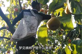 梦见摘柿子是什么意思，梦见吃柿子有什么预兆或者预示？视频封面