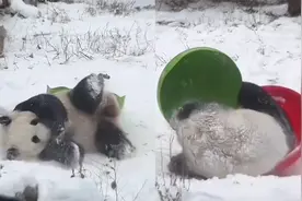 北京下雪 大熊猫萌兰雪地打滚沾满“糖霜”，变身“糯米糍”视频封面