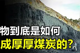 植物如何变成煤炭的？形成数十米厚的煤层，究竟需要多少植物？视频封面