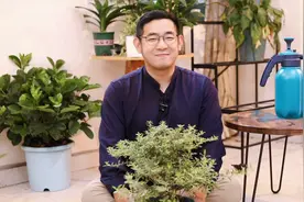 六月雪怎么养？园艺师教你，六月雪的详细养护技巧视频封面