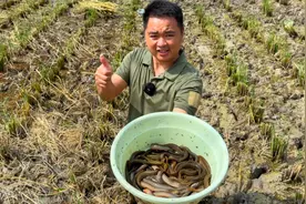 国庆节来泥鳅养殖基地挖泥鳅，一小时就挖到半盆，收获满满视频封面
