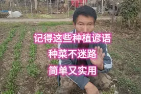 简单又实用的种菜顺口溜，农民的智慧和经验，掌握了年年都受益视频封面
