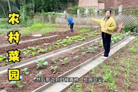 农村菜园子也要干净整洁，这样铺设菜沟板之后，效果真是太漂亮了视频封面