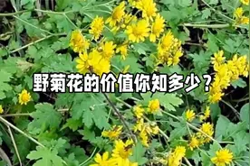 农村野菊花开了，有条件的赶紧采摘一些备用，煮水泡茶价值高视频封面