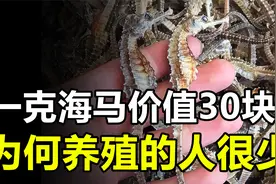 雄性才能生育后代的海马，一克就价值30元，为何养殖的人却很少？视频封面