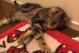 猫咪守在门口等主人回家，一见到主人就发脾气，以后不许加班了