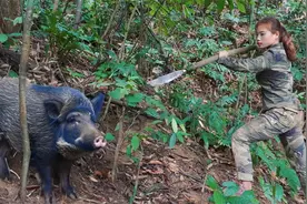 察觉野猪踪迹，迅速设置陷阱捕获，独自求生技巧视频封面