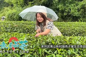 喝茶要到武夷山，看茶要去燕子窠｜打卡武夷山燕子窠绿色生态茶园视频封面