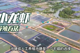 小龙虾养殖：成功的关键步骤和重要考虑因素视频封面