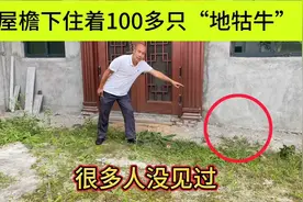 屋檐下住着100多只“地牯牛”，很多人都没见过，拍给大家看一下视频封面
