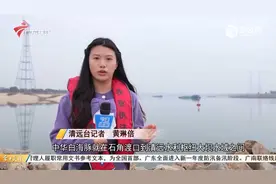中华白海豚现身清远北江！相关部门呼吁不要围观视频封面