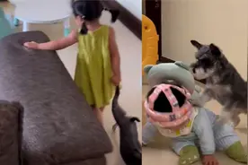 萌娃被狗子欺负成受气包，谁料一年后逆袭变女汉子，单手拿捏狗子视频封面