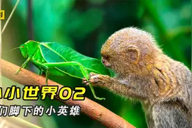 一棵树上藏着5000多种动物，感叹大自然的鬼斧神工，9.6分纪录片视频封面