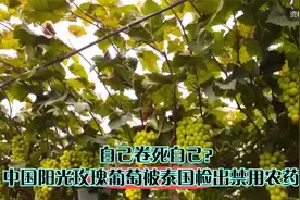 自己卷死自己？中国阳光玫瑰葡萄被泰国检出禁用农药！视频封面