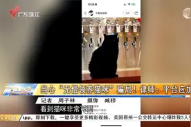 当心“无偿领养猫咪”骗局！律师：平台应加强审核视频封面