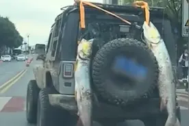 钓鱼大哥车尾挂两条大鱼炫耀 后车：跟他转悠了两三小时视频封面